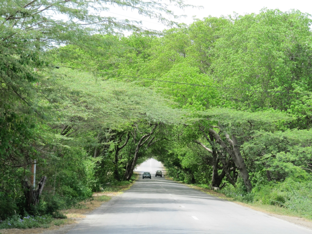 Divi Divi bomen op Curacao