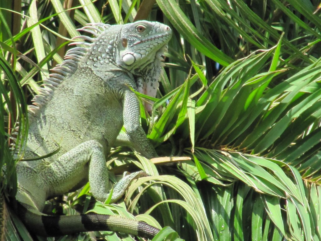 Leguaan Curacao