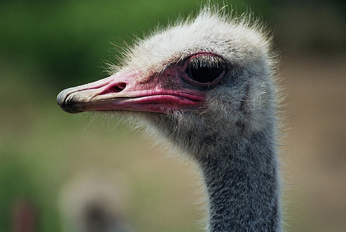 struisvogelfarm Curacao